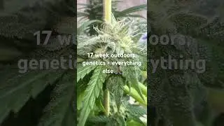 17 week outdoor grow update