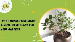 Plant Facts and Care Tips: Ficus Dwarf