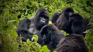 RWANDA NOV 25 PRT 2