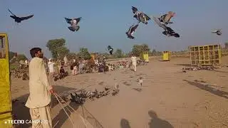 کبوتر بازی ایک جنون🕊🕊🕊🕊🕊||دلشاد حسین کا کھوکھا بمقابلہ الل وسایا کا کھوکھا||زبردست مقابلہ||