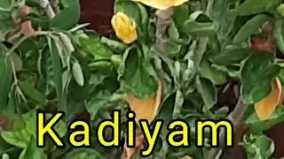 కడియం నర్సరీ రాజమండ్రి | ప్రపంచ ప్రఖ్యాత వనం | Kadiyam Nursery #viral #trending #youtubeshorts 