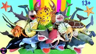 Sea animals fish shark whale octopus lobster ray cephalopods 13+