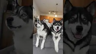 Happy Father&rsquo;s Day from Blue and Titan! #fathersday #shorts #dogs #dogshorts #huskies