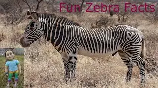 Fun Zebra Facts with Tary