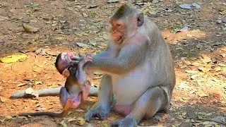 A Gentle Mother Button Giving very Hard Lesson To Tiny Baby Bessie On Ground | Baby Cried Hurt.