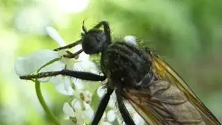 Dagger flies - Empis tessellate - Breddur - R&aacute;nflugur - Skord&yacute;r - P&ouml;ddur - Flugur
