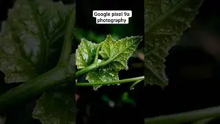 Google pixel 9a photography tips and tricks 👉#shorts