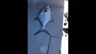 Permit Fishing Madeira Beach, FL