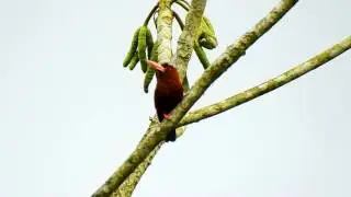 Jacamar Purus 2149