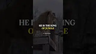 Why the Lion Is King of the Jungle | Power of Presence, Not Strength or Speed