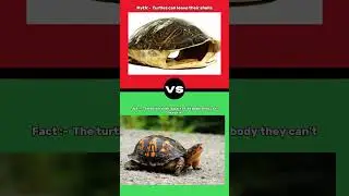 Turtles can leave their shell ? #mythvsfact