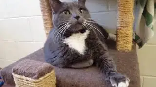 Adopt Nella & Bailey - PEI HUMANE SOCIETY