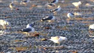 Herring run in San Francisco Bay, 2017