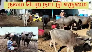 நாட்டு எருமை, வளர்ப்போரை கைவிடாது._@deejayfarming8335
