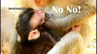 Why Why! Weaning!Poor Duke cry Duchess use big thumb pull out milk from Duke's mouth stop milk