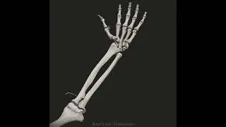 The supination and pronation movement of the forearm