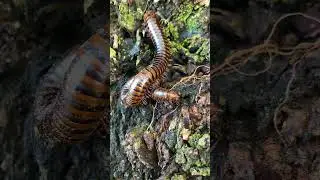 Giant Millipede Found Hiding Inside Rotten Log! Shocking Discovery in the Wild #GiantMillipede 4