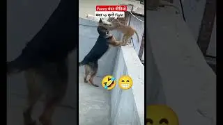 Monkey vs dog ll funny dub 🤣😁😀😃