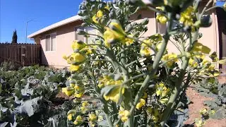 Broccoli Flowers Begin To bloom//First Harvest//It Can Still Be Cooked And Eaten