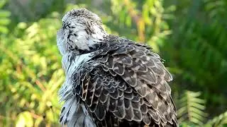 Eagle & Falcon Amazing Beautiful Scene | Eagle & Falcon Voice Flying | Omar's Animal World