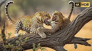 Animal Kingdom 4K &ndash; Real Wildlife Moments in Calm Nature Scenery