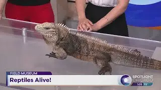 Field Museum: Reptiles Alive!