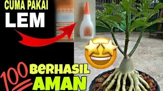 Cara Program Akar Adenium Pakai Lem Langsun Tanam