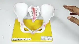 How to use//Human Male Pelvis//Anatomical Structure//