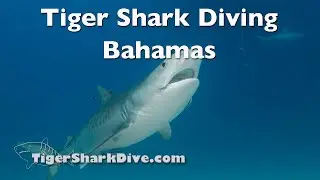 Epic Shark Diving Encounters at Tiger Beach, Bahamas