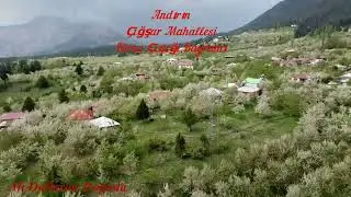 Çiğşar Kiraz Çiçeği  Bayramı 2024