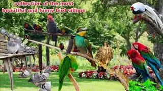 TOP Trending Birds Videos 🥰 Collection Of The Most Beautiful And Funny Birds Videos 