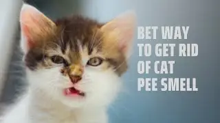 How to get Rid of the Smell of Cat Pee | Cats Peeing in the House