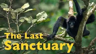 Documentary - Nature Conservation and Conservation Photography in the Rainforest