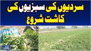 Sindh Punjab Balochistan Rabi Crops | Winter Vegetables Sowing - Aaj Pakistan News