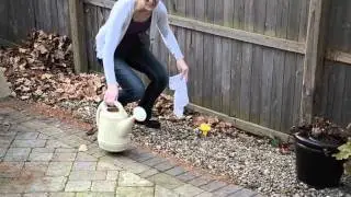 Greyhound VS Pee Post