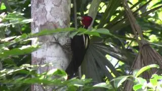 Pale-billed Woodpecker (Campephilus guatemalensis)