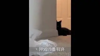 Funny Cats Compilation 2022 Ep 161 Cats In The Snow Funny #funnyanimals2022 #catvideos #shorts #sho