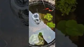 little pond in a wine barrel #fish #ponds #pondfishing #winebarrel