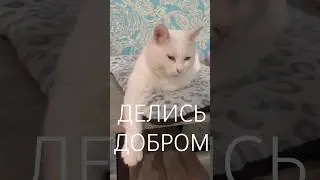 Маиза ждёт👍 #shortsfeed #cat #catvideos #моякошка #catlife #catshorts #shorts