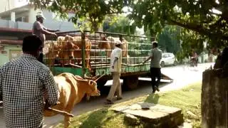 Stray cattle menace at Rourkela #straycattle #menance #rourkelasmartcity #मवेशी #स्मार्टसिटी #video
