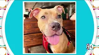 Houston dog trainer debunks 5 common pit pull myths | HOUSTON LIFE | KPRC 2