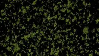 Many green leaves on a black background animation