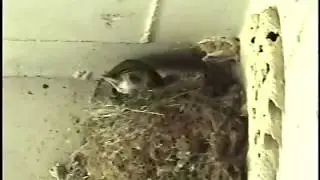Avian infanticide