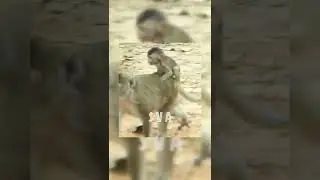 #Shorts Monkey Anna So Hungry And Now Bring Newborn Baby Monkey Ariana Come To Find Food Escape From