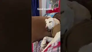 Good morning 💕 #music #dj #club #foryou #labrador #retreiver #dogbreed #nostalgia #remix #ytshorts