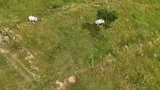Life on the Farm: Grass-Fed Cows from Above 🐄🌿 | Drone Footage