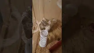 Lasius Niger Xena von 24 Test Futterturm . Bei Interesse hab ich welche :-)
