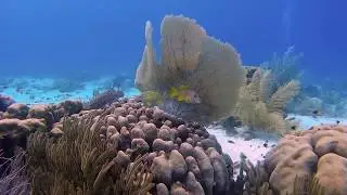 VIP Diving  |  COUCH DIVING - Margate Bay #55