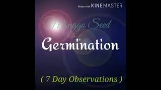 Monggo Seed Germination ( 7 Day Observations ) #Science 5 #Quarter 2 #GT-5