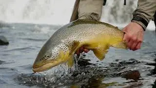 Fish Partner Trailer